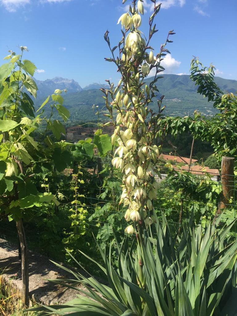 Il Casale Di Rolando Leilighet Castiglione di Garfagnana Eksteriør bilde